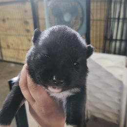 Siberian Husky Puppies from Spirit of the Moon Siberians