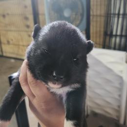 Siberian Husky Puppies from Spirit of the Moon Siberians