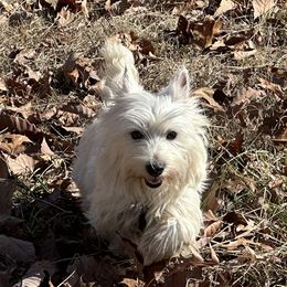 Piper - West Highland White Terrier