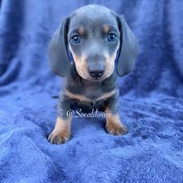 Mario - Gray (blue) and tan male Dachshund puppy in Apple Valley, California from Socaldoxies