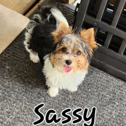 Sassy - Parti Yorkshire Terrier puppy in Brooksville, Florida from Wild Azalea Yorkies on FB