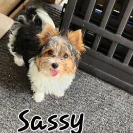 Sassy - Parti Yorkshire Terrier puppy in Brooksville, Florida from Wild Azalea Yorkies on FB