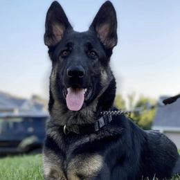 German Shepherds from Freedom Shepherds
