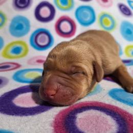 Grumpy - Yellow male Labrador Retriever puppy in Bemidji, Minnesota from Northern Star Elite Quality Labrador Retrievers