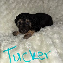 Tucker - Phantom male Goldendoodle puppy in Knob Noster, Missouri from Simply Schnauzers