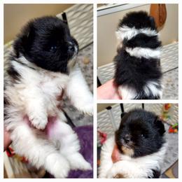 Parti Jill - Black parti female Pomeranian puppy in Forsyth, Illinois from Brenda's Pomeranians - Amazing Grace Pomeranians