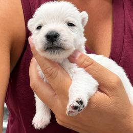 Girl 4 - White female West Highland White Terrier puppy in Mcneal, Arizona from Olympian Westie’s!
