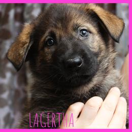German Shepherd Puppies from Black Beauty Shepherds
