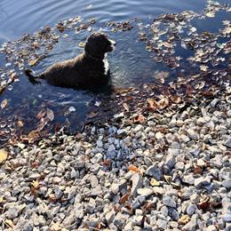 Helen - Portuguese Water Dog