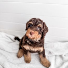 Beanie - Tri-color Bernedoodle puppy in Greencastle, Indiana from Willow & Co.