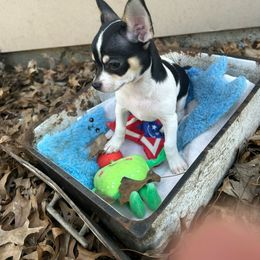 Chihuahua Puppies from My Crzy Chihuahuas