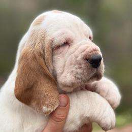 Marshmallow - Lemon and white male Basset Hound puppy in Poplar Bluff, Missouri from Ozarks Bassets