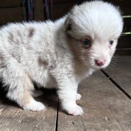 Flag - Red merle male Miniature Australian Shepherd puppy in Greenboro, North Carolina from Rustlingrass Miniature American Shepherds