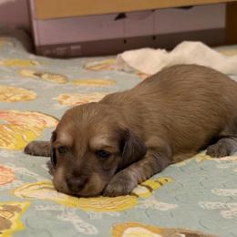 Boy 1 - Gray (blue) and cream male Dachshund puppy in Jacksonville, Florida from Little Lords & Ladies Dachshunds