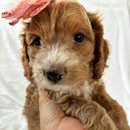 Grace - Golden female Cockapoo puppy in Adrian, Oregon from ApplebyFarm