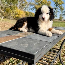 Big Tri Boy- Turtle - Tri-color male Bernedoodle puppy in Sioux Falls, South Dakota from WhiskeyCreek Doodles