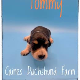 Tommy - Black and cream male Dachshund puppy in Cincinnati, Ohio from Caines Dachshund Farm