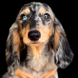 Blade - Dachshund