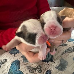 Fawn brindle and white female 1 - Fawn brindle and white female Bulldog puppy in Fleetwood, Pennsylvania from D and D Bulldogs