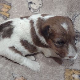 Girl 2 - Wire Fox Terrier puppy from Birchhurst NC Kennels