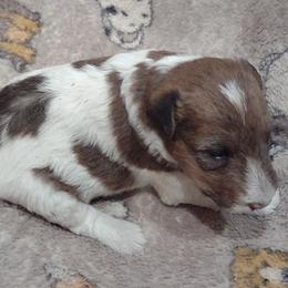 Girl 2 - Wire Fox Terrier puppy from Birchhurst NC Kennels