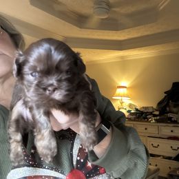 Axel - Chocolate male Shih Tzu puppy in Covington, Georgia from Top Hats 2  Shih Tzu’s