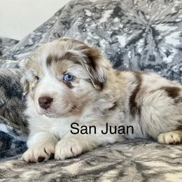 Australian Shepherd Puppies from Corbridge Aussies