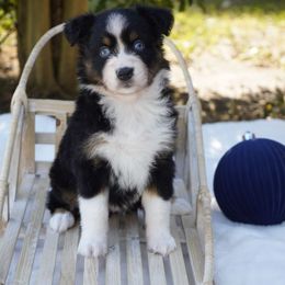 Cupid - Black tri-color female Australian Shepherd puppy in Victoria, Texas from Silvermist Australian Shepherds