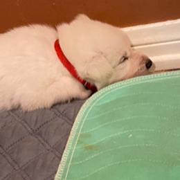 Boy 4 - White male German Shepherd puppy in Santa Rosa Valley, California from Diamond White German Shepherds