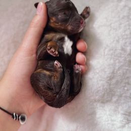 Bernedoodle and Poodle Puppies from Orange Blossom Poodles & Doodles