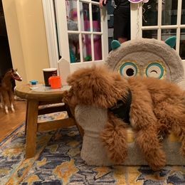 Goldendoodle, Poodle, and Sheepadoodle All Grown Up from Brewer's Goldendoodles & Sheepadoodles