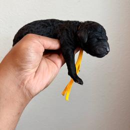 Netherlands - Black female Goldendoodle puppy in Houston, Texas from Were The Mack'Doodles