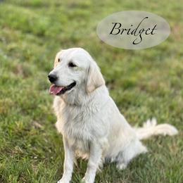 Bridgett - Golden Retriever