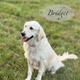 Bridget