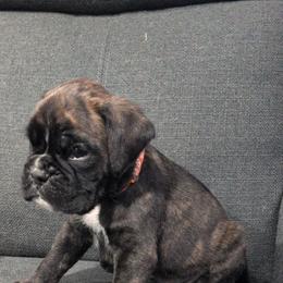Boxer Puppies from Medina Boxers
