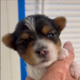 Light green, now yellow Collar - Parti male Yorkshire Terrier puppy in Augusta, Georgia from Melissa's Paw Impressions