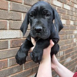 Orange collar - Black female Great Dane puppy in Ider, Alabama from Sand Mountain Danes LLC