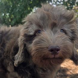 Lexus - female Golden Mountain Doodle puppy in Boise, Idaho from Nesting Dolls