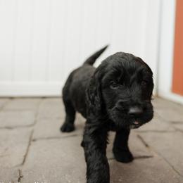 Hank - Orange Collar - Black male Goldendoodle puppy in Newell, Iowa from Front Porch Goldens
