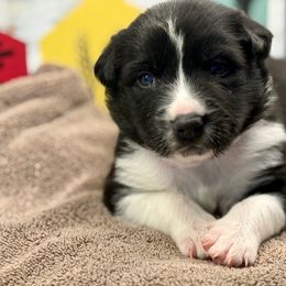 Border Collie Puppies from The Wood Farm
