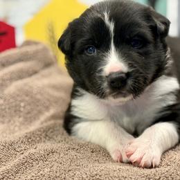 Border Collie Puppies from The Wood Farm