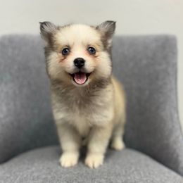 Kit-kat - Black and white female Pomsky puppy in Mesa, Arizona from Platinum Pomskies