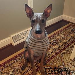 Health Tested Toby - Black and tan male American Hairless Terrier puppy in Scottdale, Pennsylvania from Itty Bitty Boston & Chi Co, Veteran Owned