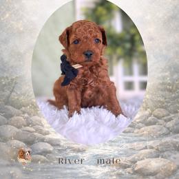 River - Red  male Goldendoodle puppy in Canton, Georgia from Teddy Puppies