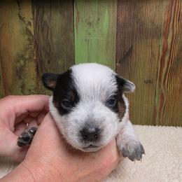 Purple Collar Female - Blue female Australian Cattle Dog puppy in Riverton, Utah from Rundown Ranch Cattle Dogs