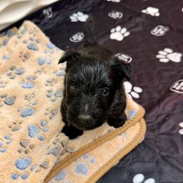 Black - Brindle male Scottish Terrier puppy in Lubbock, Texas from RocketST