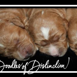 Goldendoodle Puppies from Lakeshore Doodles