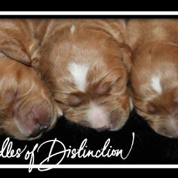Goldendoodle Puppies from Lakeshore Doodles