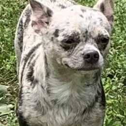 Chihuahua Puppies from Seaside Chihuahuas LLC