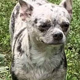 Chihuahua Puppies from Seaside Chihuahuas LLC